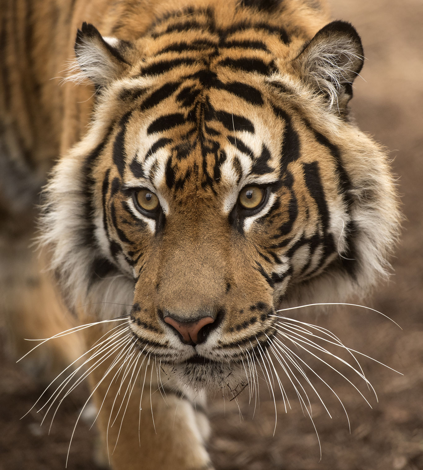 Lincoln Children's Zoo tigers